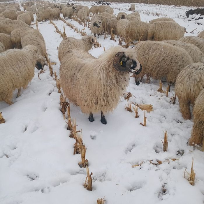 Vand berbec stramior