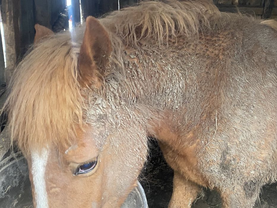 Кунан с откорма (полутяжик)