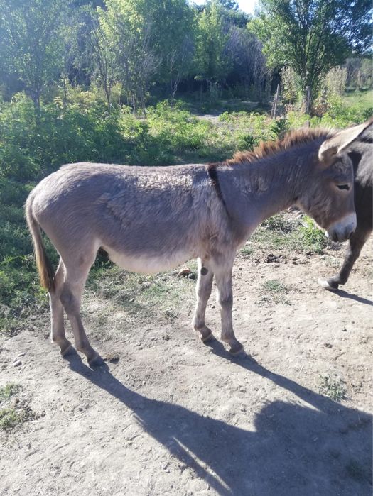 Magar de la parinti bun de lapte