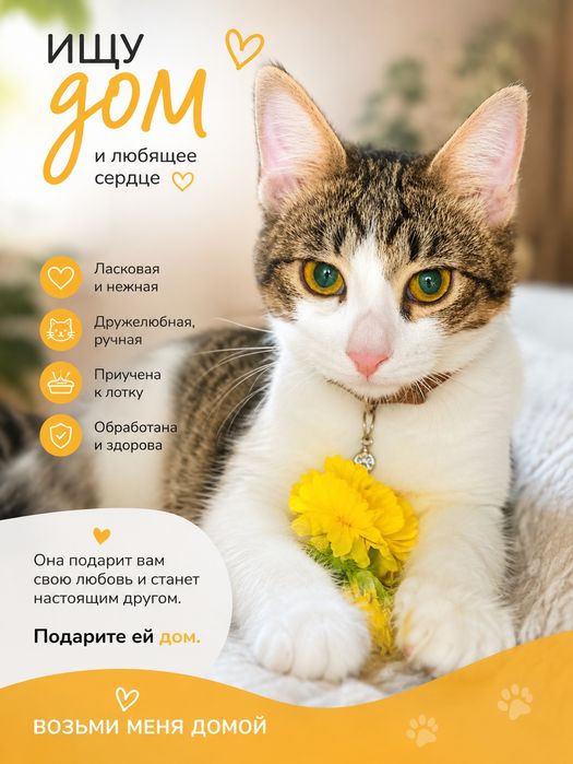 Котята красивые Мия и Юла