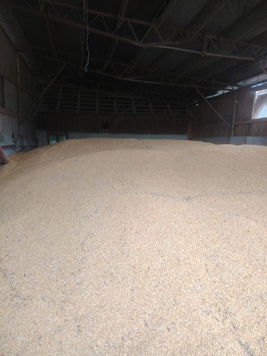 Porumb uscat 14-15 umiditate cantitate 80t