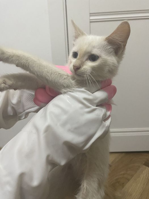 Котенок мальчик(тайский)