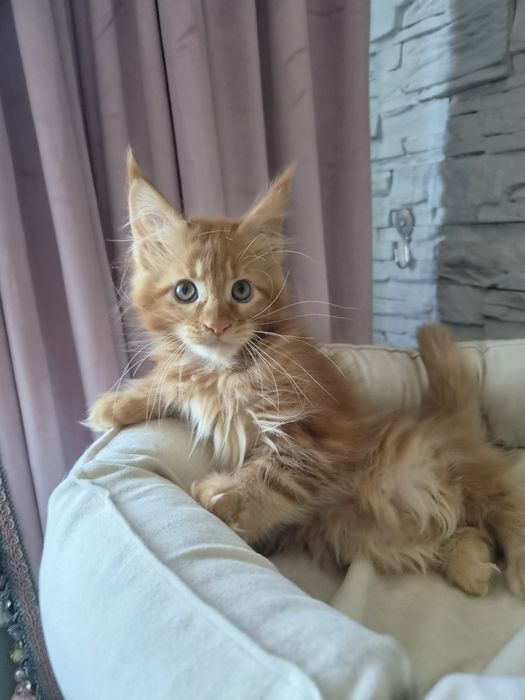 Котёнок мейн-кун