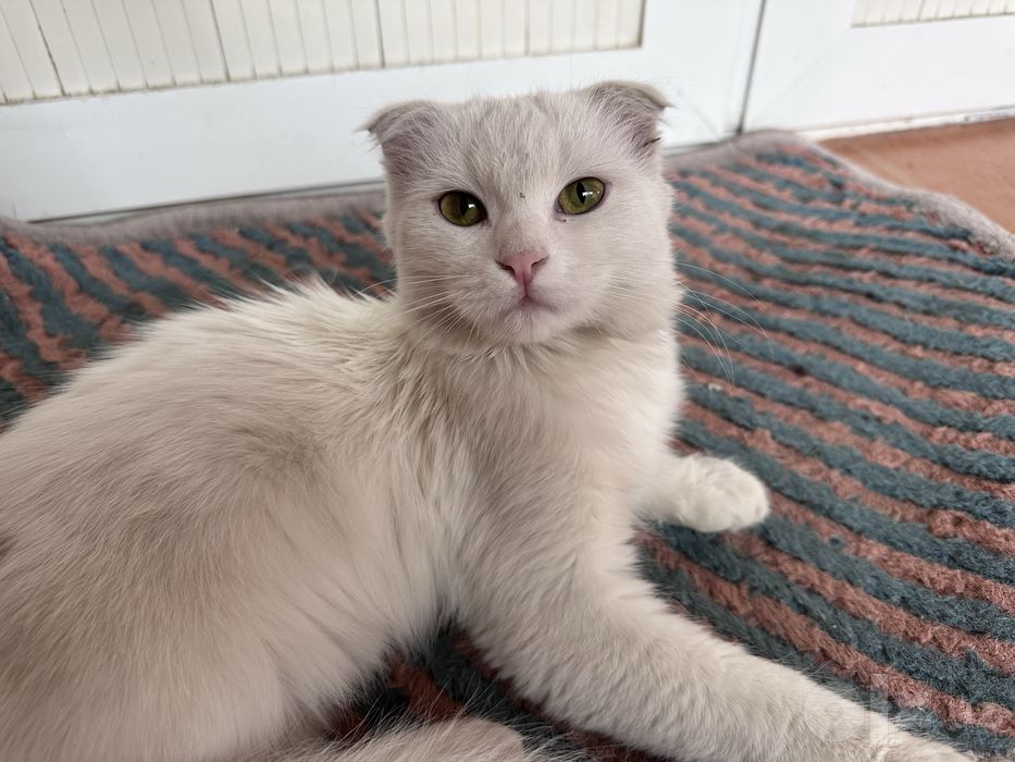 Кошка бесплатно