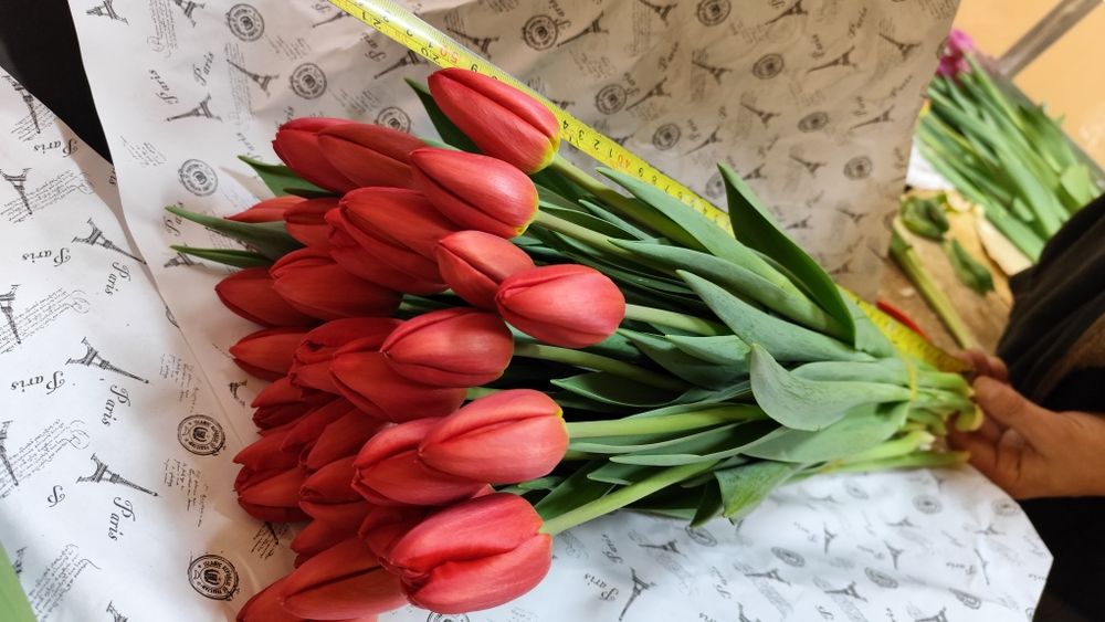 Тюльпаны оптом и в розницу