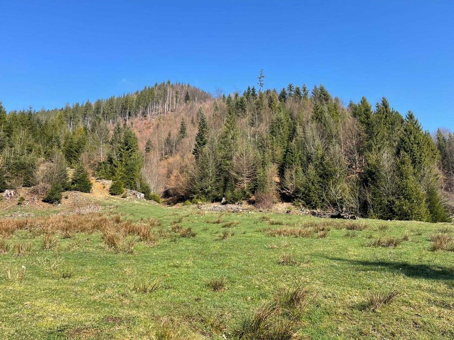 Teren cu vegetatie forestiera ( pădure )