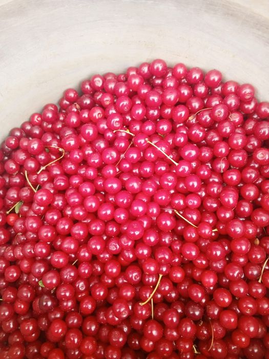 Продам вишню в городе Аксу.