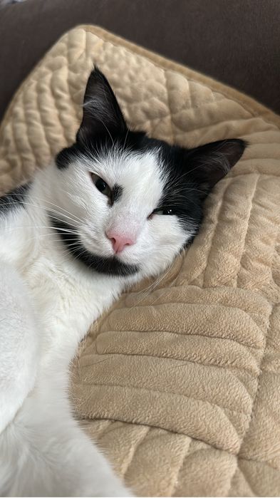 Отдается бесплатно кошка