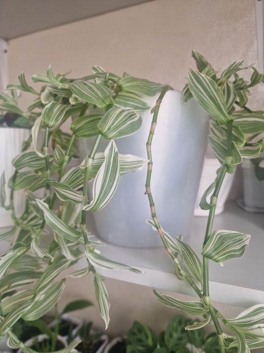 Продам разные виды традеканции