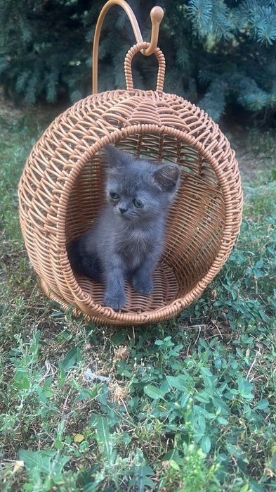 British shorthair