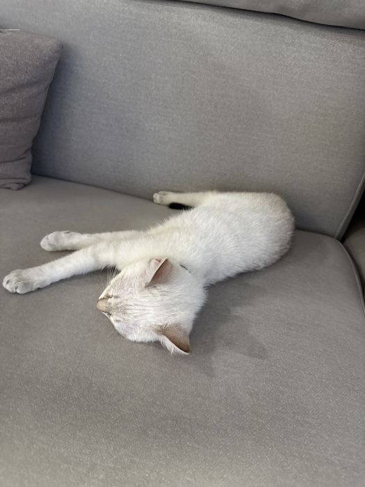 Отдам котенка в добрые руки