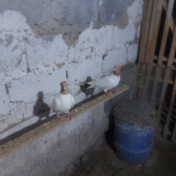 Сары бас  чубати самка лиси самец