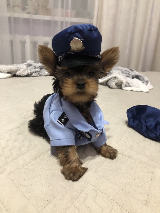 Йоркширксий терьер (мальчики )