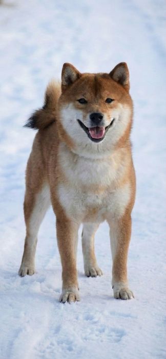 Щенки Сиба-ину 2 мальчика