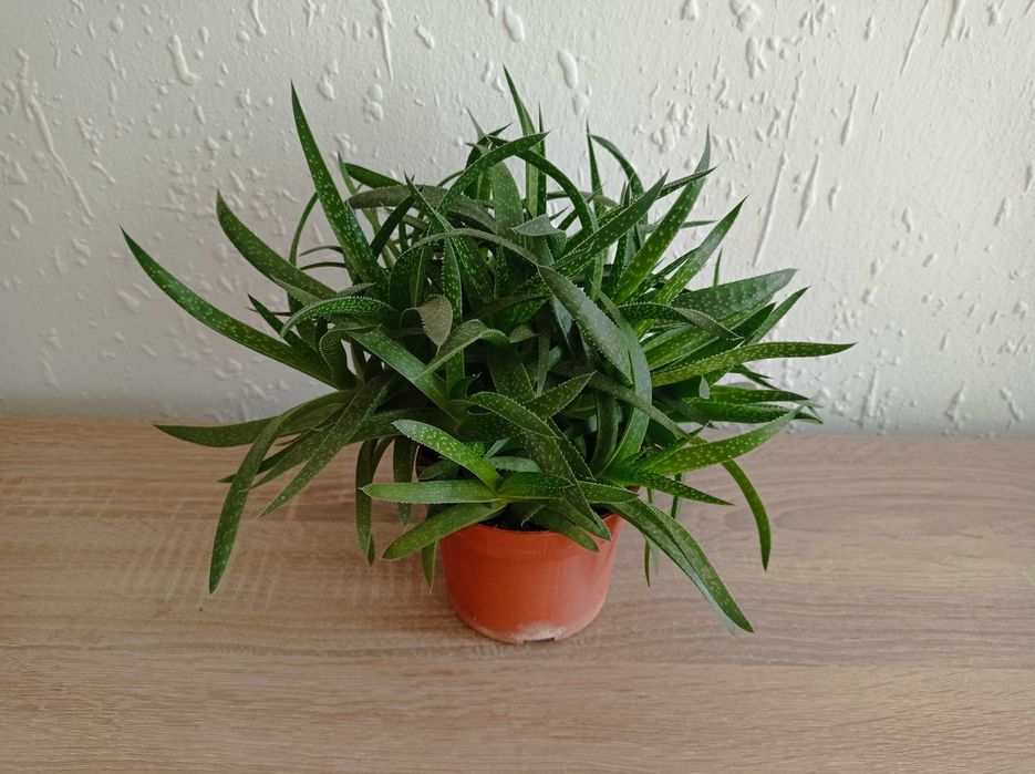 Сукуленти Алое .