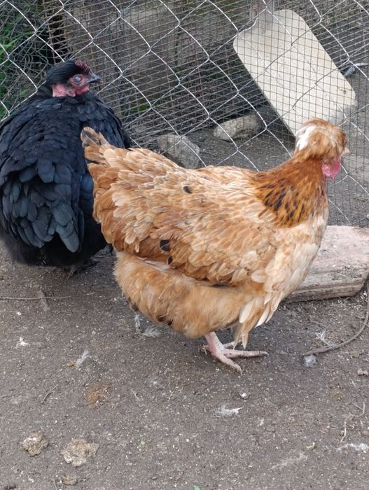 Яйца за люпене от светъл съсекс, голошийки и качулати