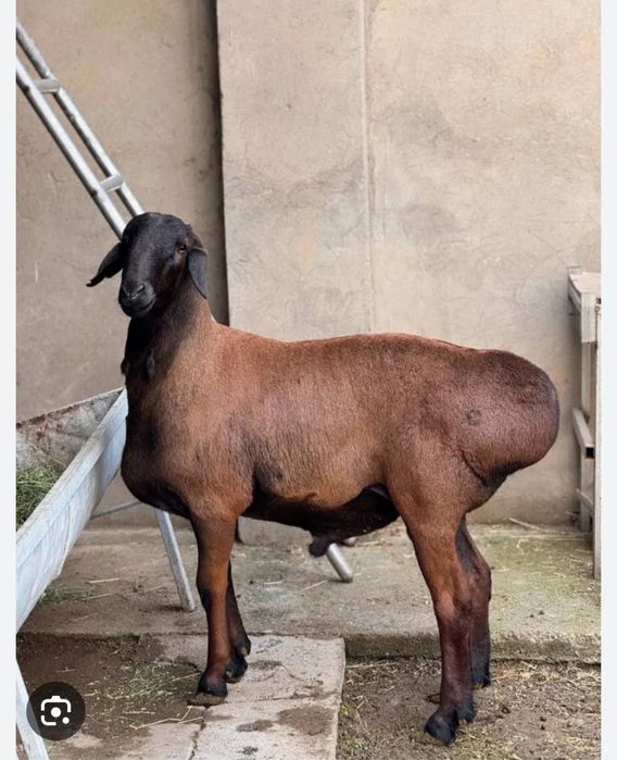 Кузи кучкорлар сотилади