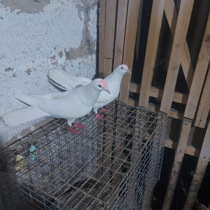 Бели Иран пара еше 1самец лет с игрой