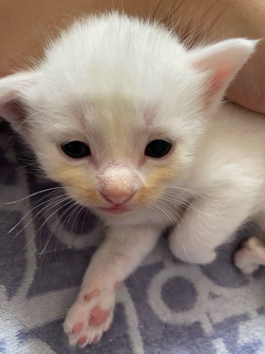 котенок бесплатно