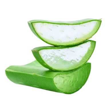 Алоэ лечебное, самовывоз и доставка