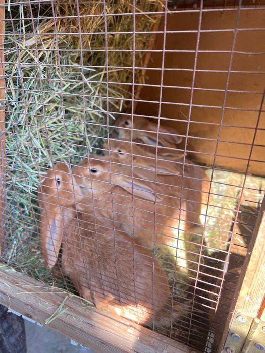 Quyon bollari sotiladi Burgund