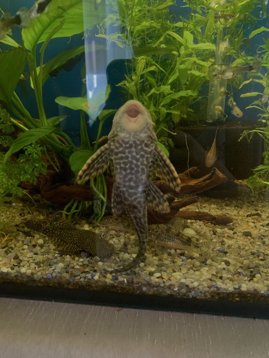 Guppy si ancistrus
