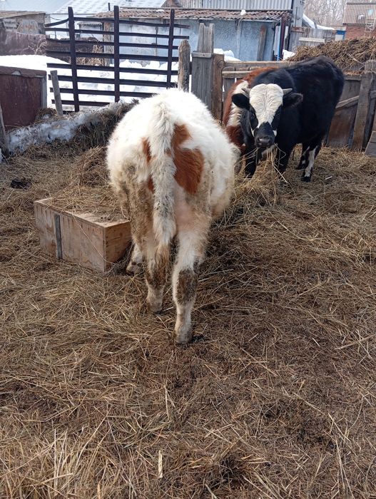 Телята бычки сатылады