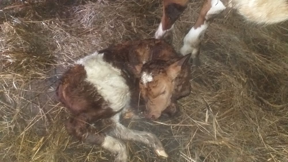 Продам теленка и телку