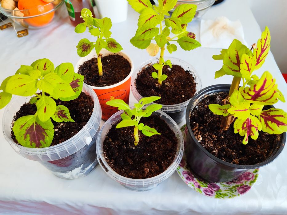 Комнатные цветы, колиусы