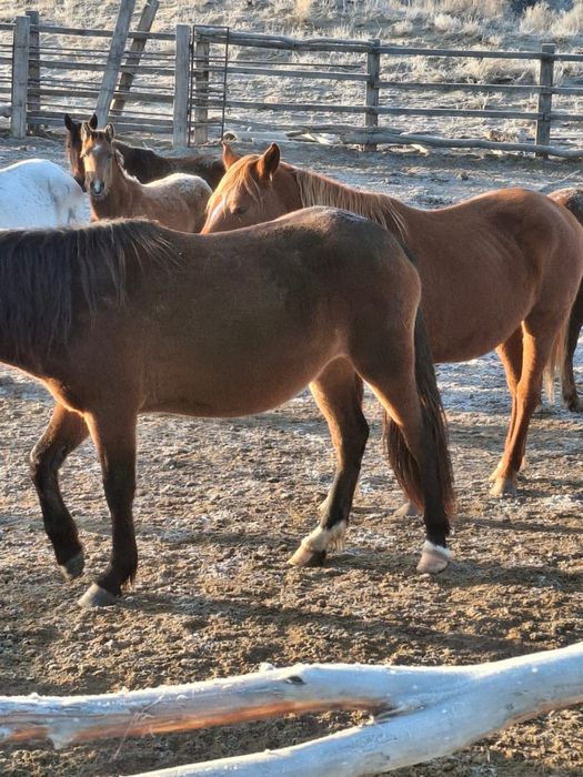 Бие сатамын 20 бас