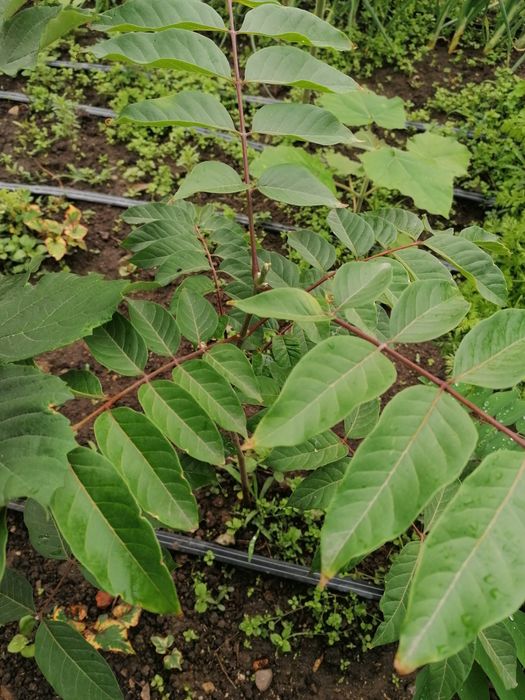 Еводия Даниели-Дървото на пчеларя, Албиция, Южна Копривка. Медоносни.