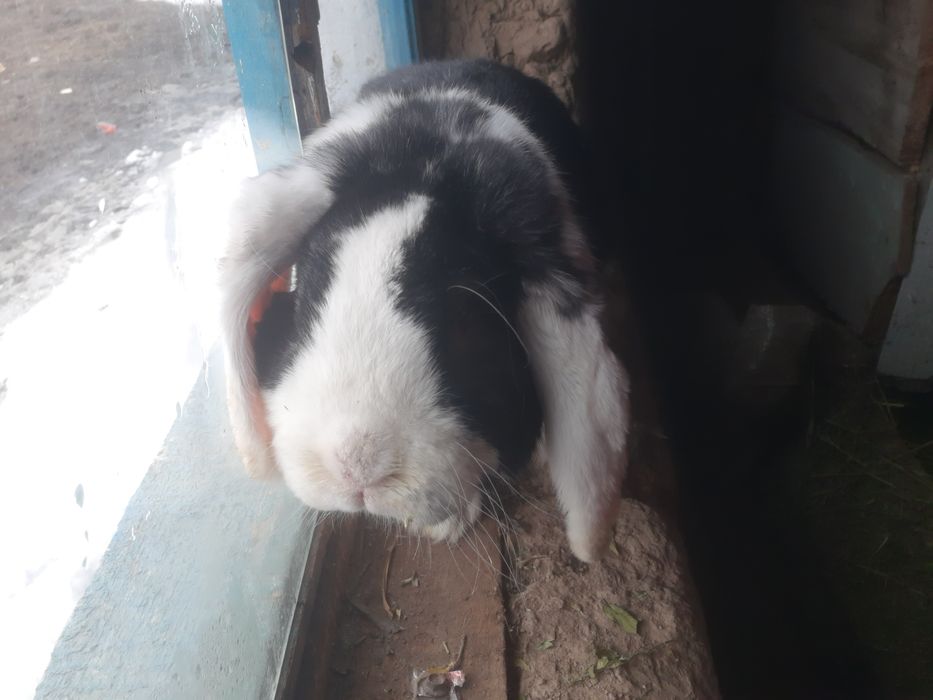 Французкий Баран