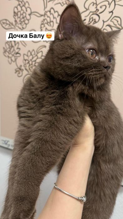 Кот ищет кошку для вязки