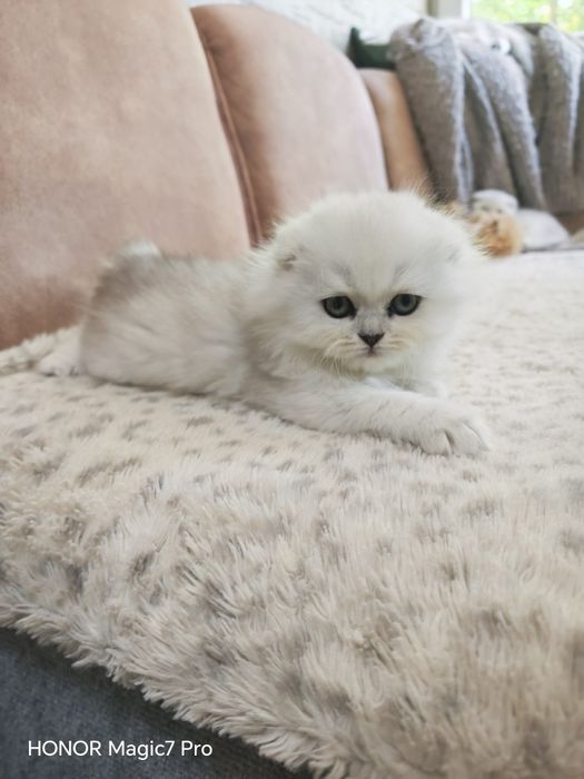 Клепоухи и правоухи сребърни чинчили