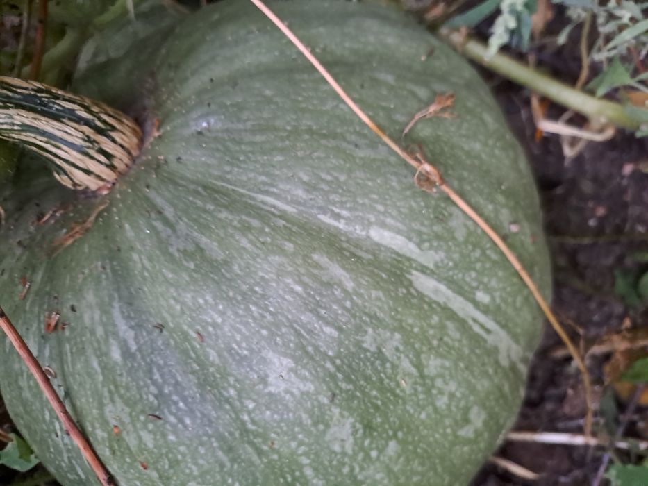 Продам соленья варенья