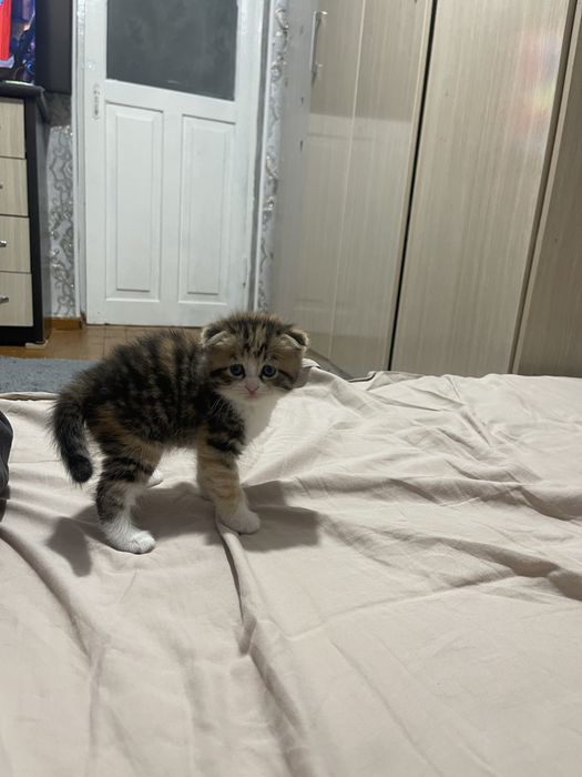 Продаются котята