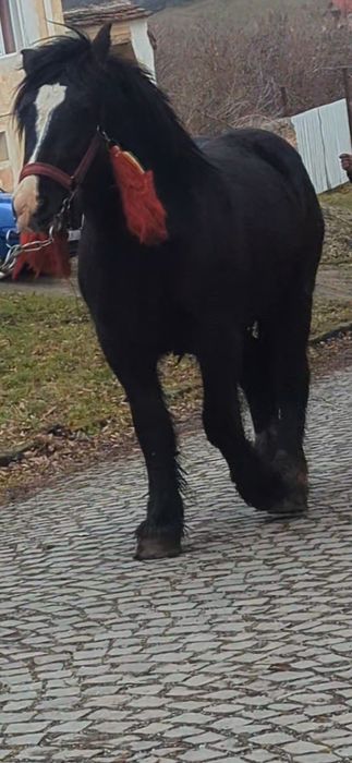 De vânzare manz de 1.8 luni