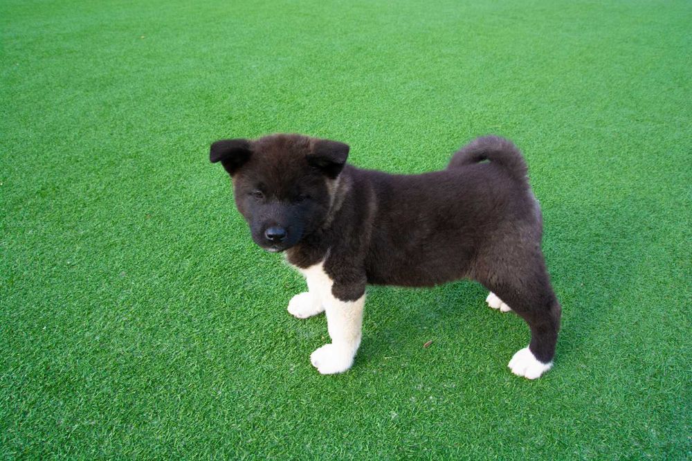 Американска акита