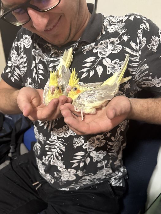 Vand papagali (Nimfe), parinti reproducatori 3 ani