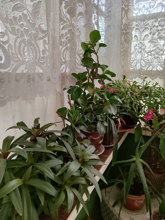 Цветы для дома и офисов.