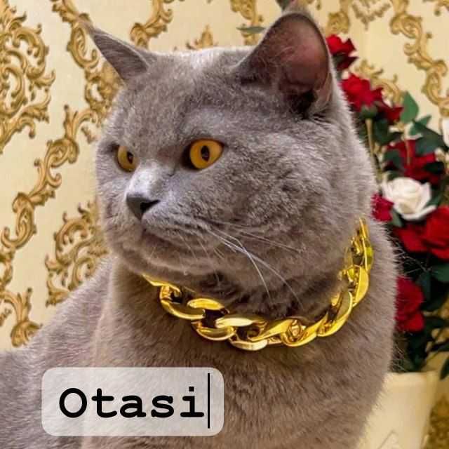Породистые котята 2 месяца игривые здоровые Скоттиш-страйт 2шт