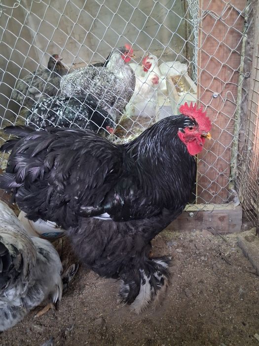 Петухи кохинхины