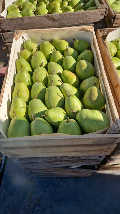 Mere de polonia vindem angro