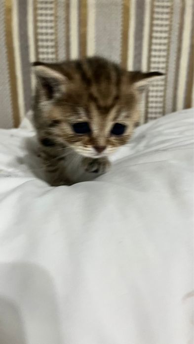 Шотландские вислоухие