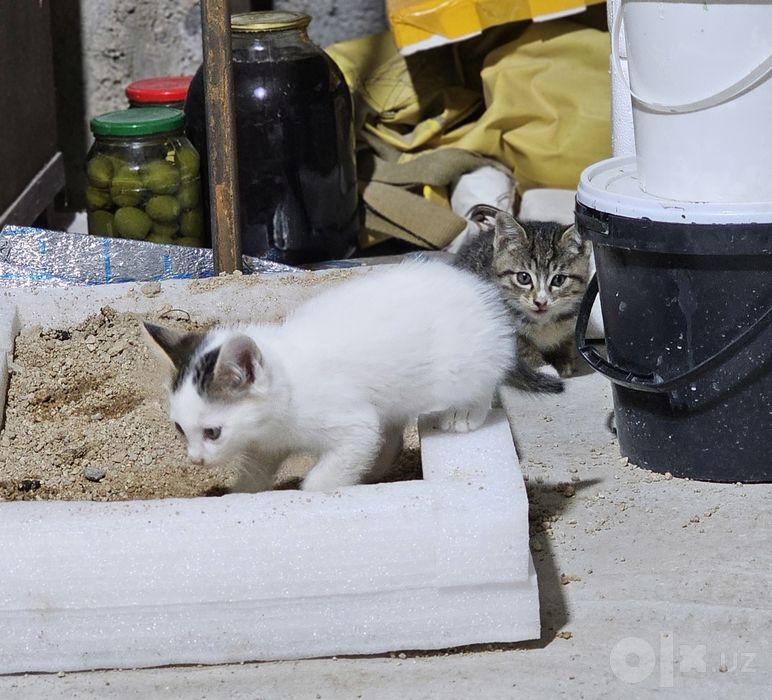 Бесплатно: котята в заботливые руки