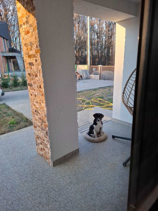 Adoptie labrador 5 luni