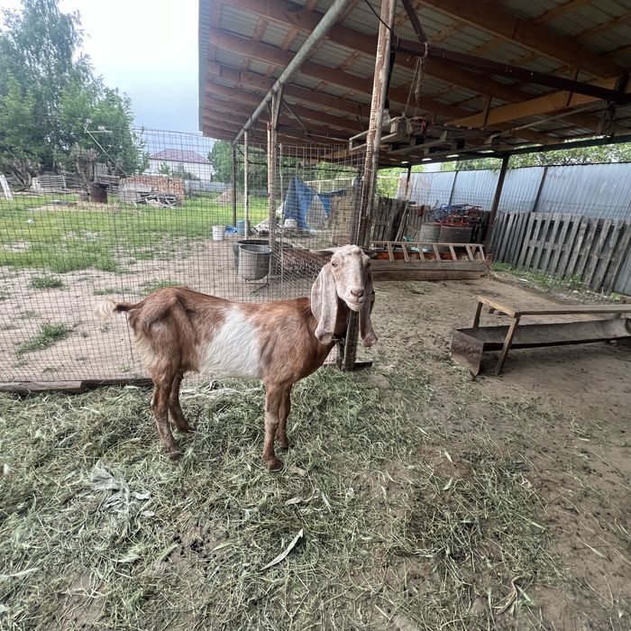 Продам козы дойные
