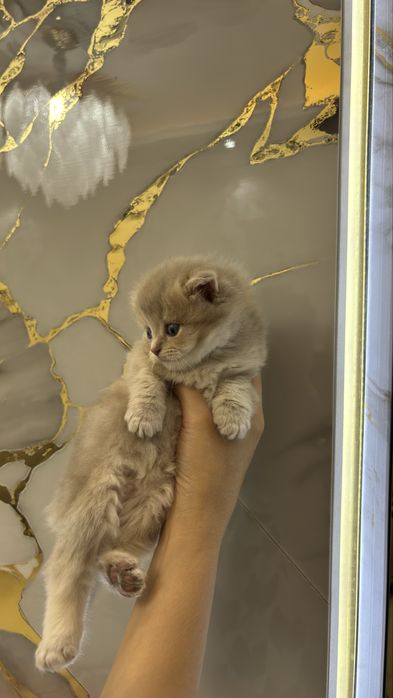 Mushuk Scottish Fold