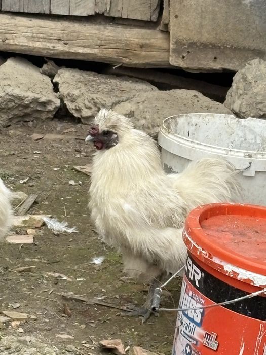 Oua , si cocoși mătase japoneza alba 2024 !