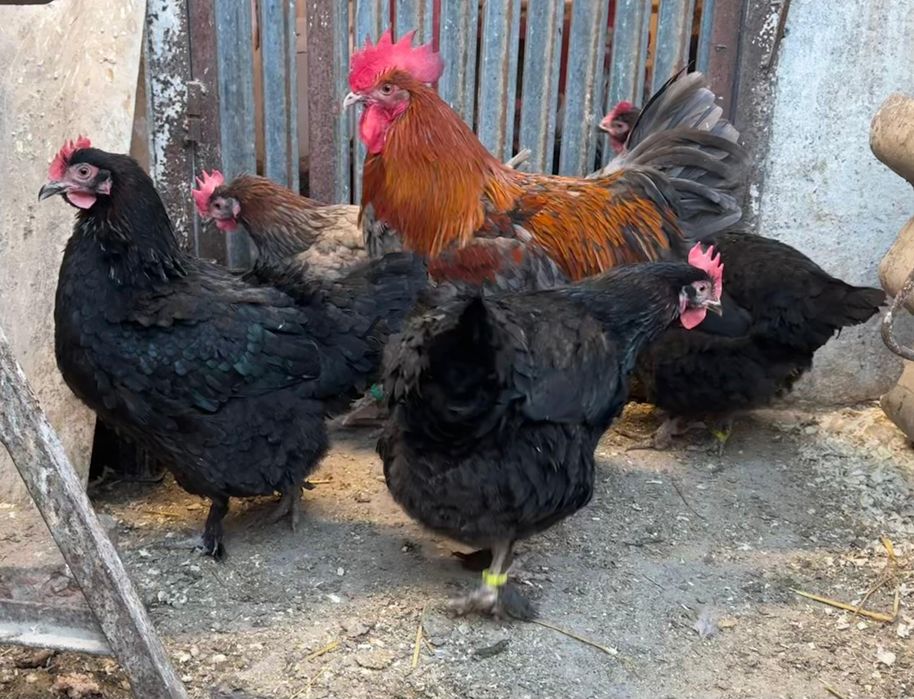 Pui de marans NCC/ BCC